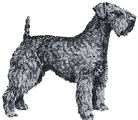 Picture of a Kerry Blue Terrier Dog