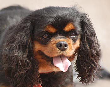 King Charles Spaniel Dog Picture Image
