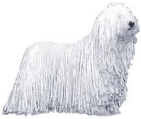 Picture of a Komondor Dog