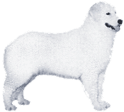 Picture of a Kuvasz Dog