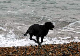 Labrador in Sea Dog Picture Image