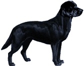 Picture of a Labrador Retriever Dog