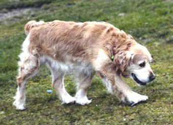 Light Golden Retriever Dog Picture Image