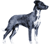 Picture of a Louisiana Catahoula Leopard Dog