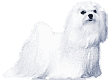Picture of a Maltese Dog