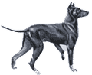 Picture of a Manchester Terrier Toy Dog