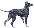 Picture of a Manchester Terrier Standard Dog