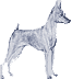Picture of a Miniature Pinscher Dog