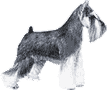 Picture of a Miniature Schnauzer Dog