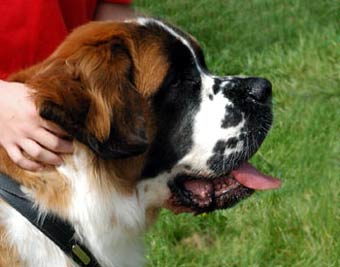 Mountain Rescue Dog Picture Image