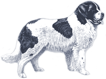 Picture of a Newfoundland Dog
