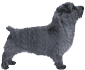 Picture of a Norfolk Terrier Dog