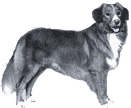 Picture of a Nova Scotia Duck Tolling Retriever Dog