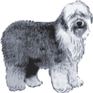 Picture of an Old English Sheepdog