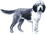 Picture of an Otter Hound - Otterhound Dog