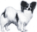 Picture of a Papillon Dog