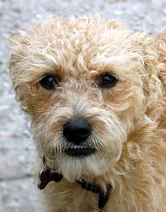 Patterdale Terrier Dog Picture Image