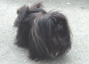 Pekingese Dog Picture Image