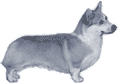 Picture of a Pembroke Welsh Corgi Dog