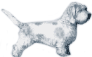 Picture of a  Petit Basset Griffon Vendeen Dog Breed ( PBGV )