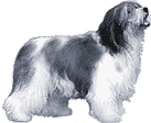 Picture of a Polish Lowland Sheepdog