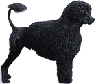 Picture of a Portuguese Water Dog