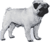 Picture of a Pug Dog