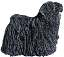 Picture of a Puli Dog