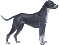 Picture of a Rhodesian Ridgeback Dog