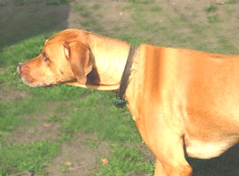 Rhodesian Ridgeback Dog Picture Image