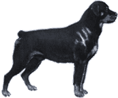 Picture of a Rottweiler Dog
