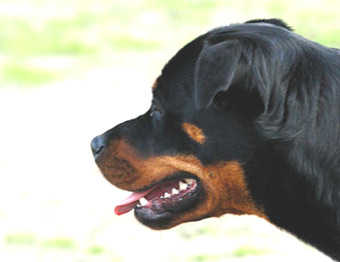 Rottweiler Dog Picture Image