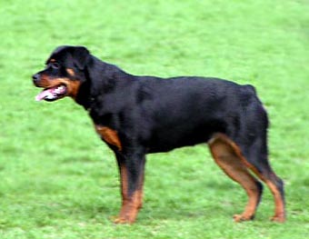 Rotty Dog Picture Image