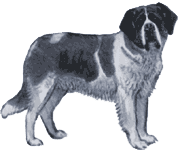 Picture of a Saint Bernard Dog