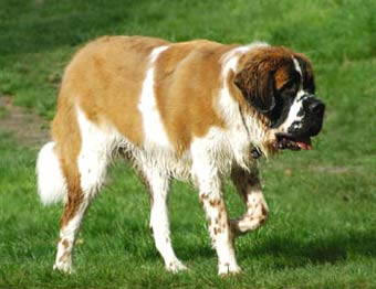 Saint Bernard Dog Picture Image