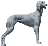 Picture of a Saluki Dog