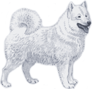 Picture of a Samoyed Dog