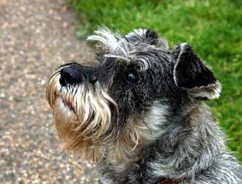 Schnauser Dog Picture Image