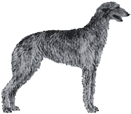 Picture of a Scottish Deerhound Dog
