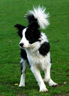 Sheep Dog Picture Image