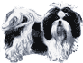 Picture of a Shih Tzu Dog