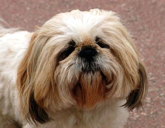 Shih-tzu Dog Picture Image