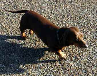 Short Hair Dashund Dog Picture Image