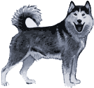 Picture of a Siberian Husky Dog