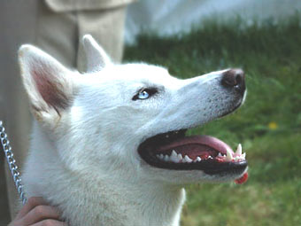 Siberian Husky Dog Picture Image
