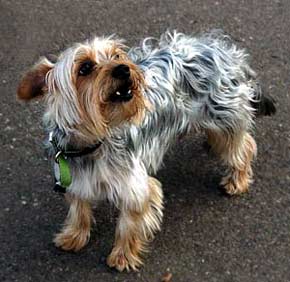 Silky Terrier Dog Picture Image