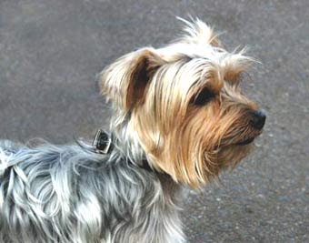 Silky Dog Picture Image