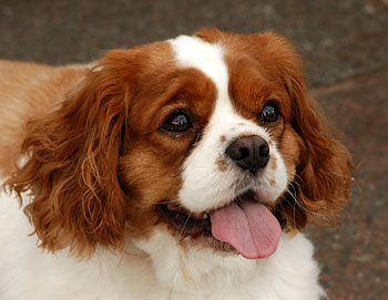 Spaniel Dog Picture Image