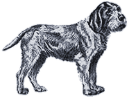 Picture of a Spinone Italiano Dog