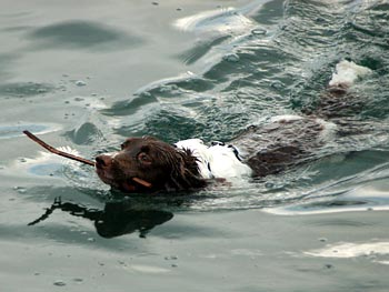 iel Springer with a Stick Dog Picture Image